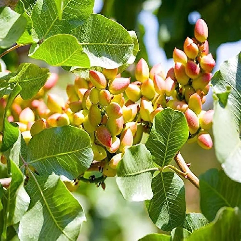 Premium pistachio seeds nut tree planting and growing guide