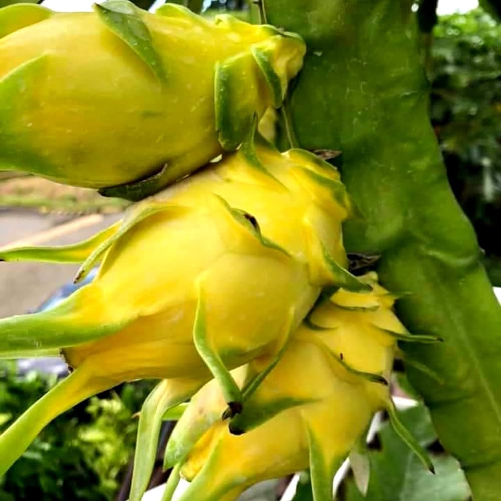 Premium pitaya seeds ideal for home garden growing