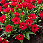 Lisianthus Red Flower Seeds for Planting - Heirloom, NON-GMO, Easy to Grow Garden Blooms seeds for planting in home garden