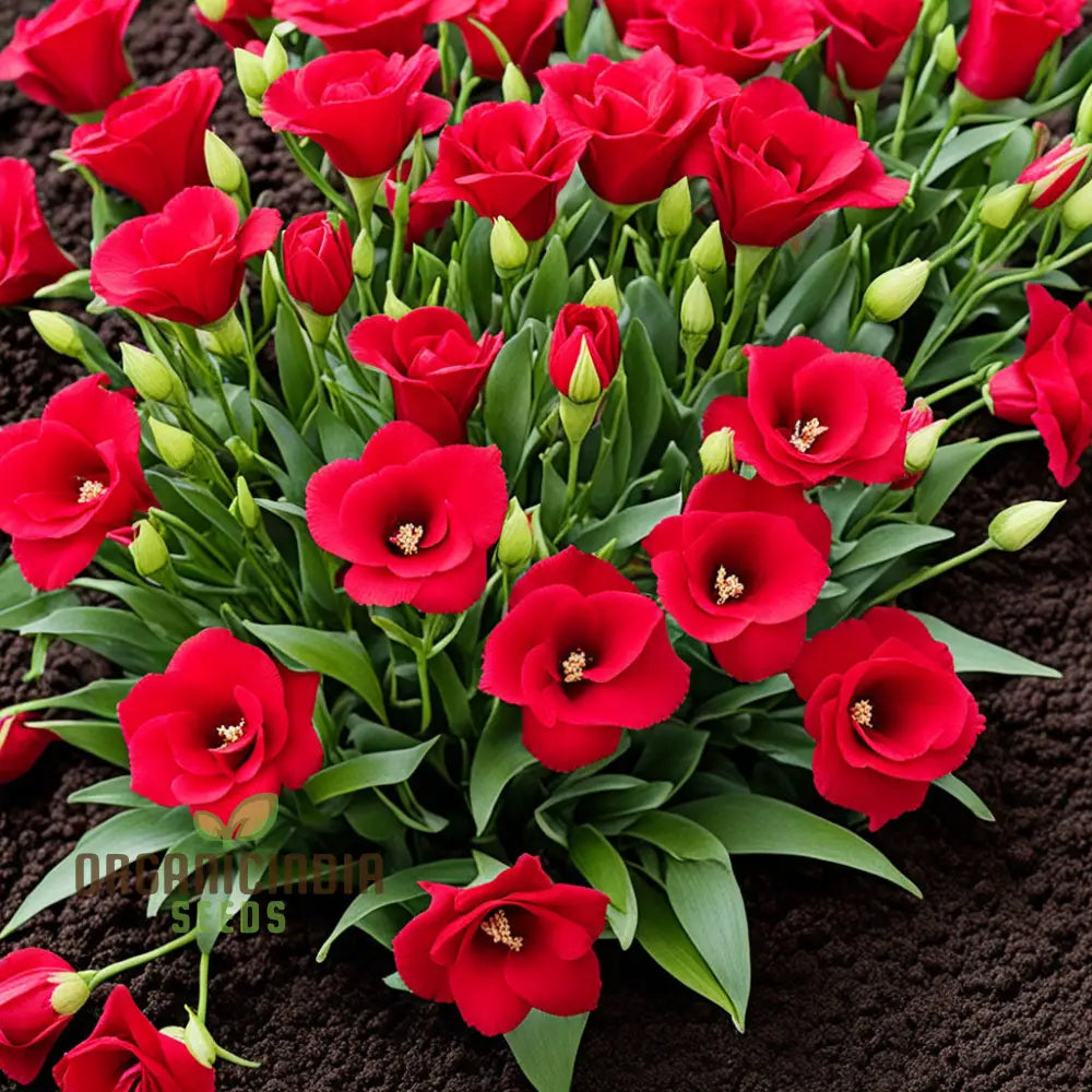 Lisianthus Red Flower Seeds for Planting - Heirloom, NON-GMO, Easy to Grow Garden Blooms seeds for planting in home garden