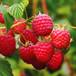 Premium Non-GMO Red Raspberry seeds for garden planting