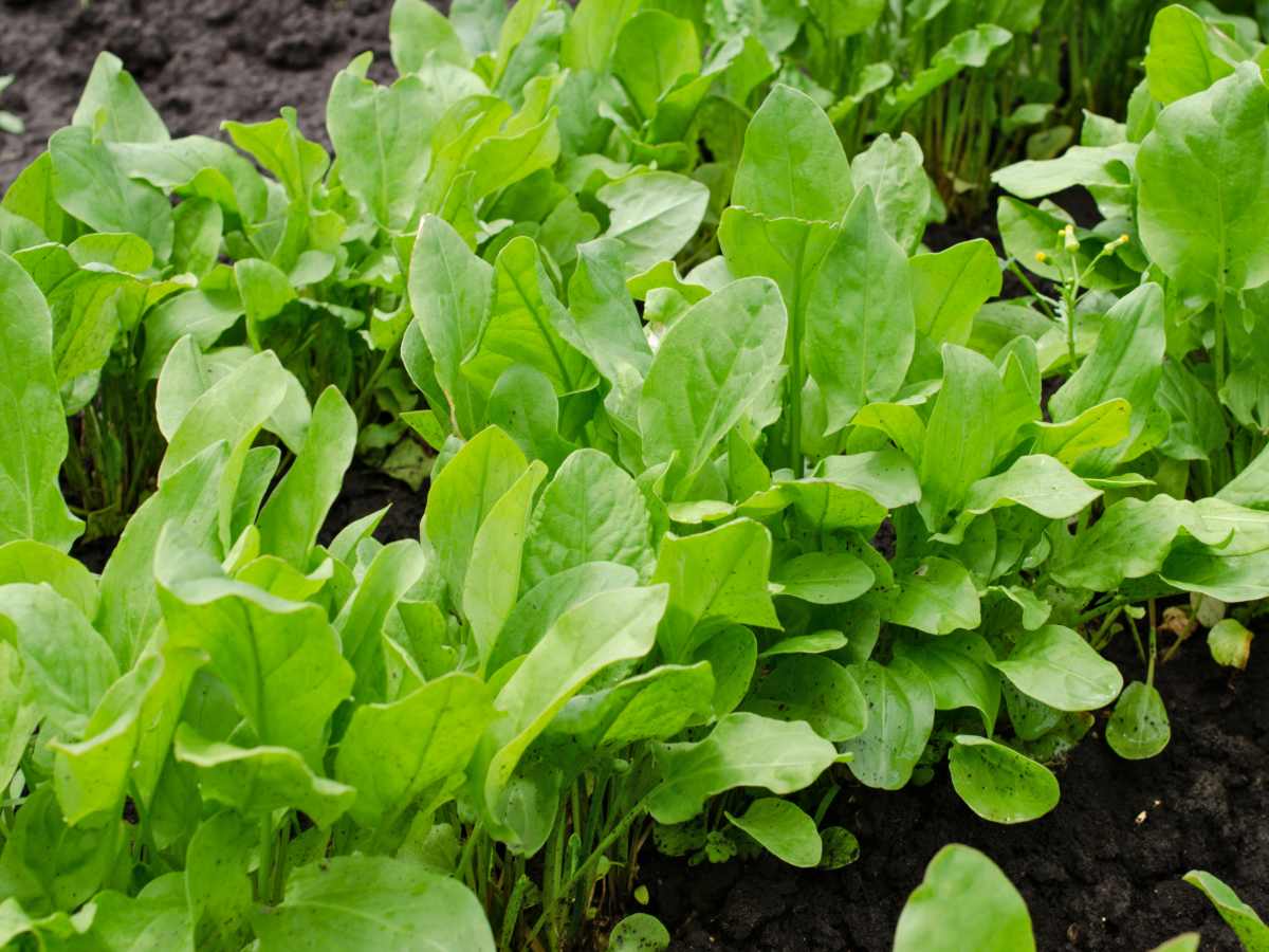 Premium sorrel seeds ideal for home herb gardens and culinary planting