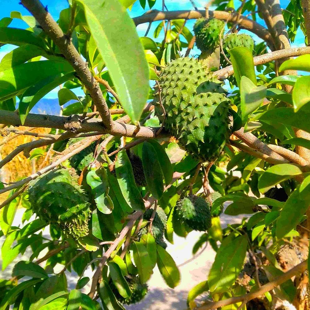 Premium soursop planting seeds for gardeners
