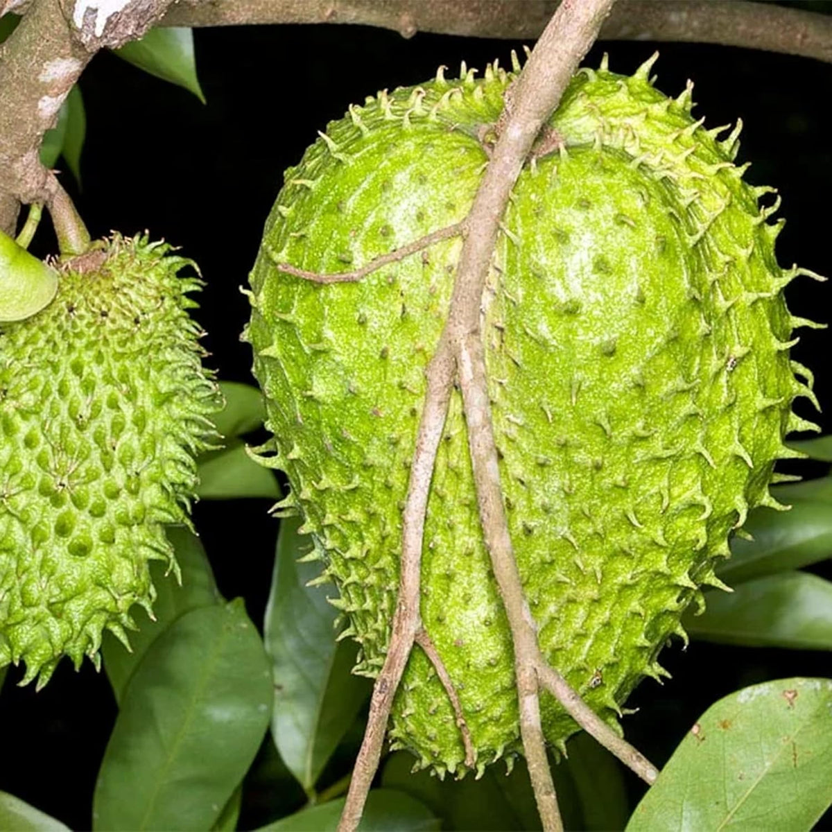 Premium soursop planting seeds for tropical garden growers