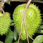 Premium soursop planting seeds for tropical garden growers
