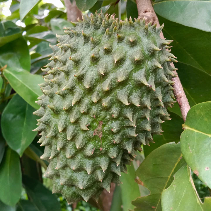 Premium Soursop seeds for planting in tropical home gardens