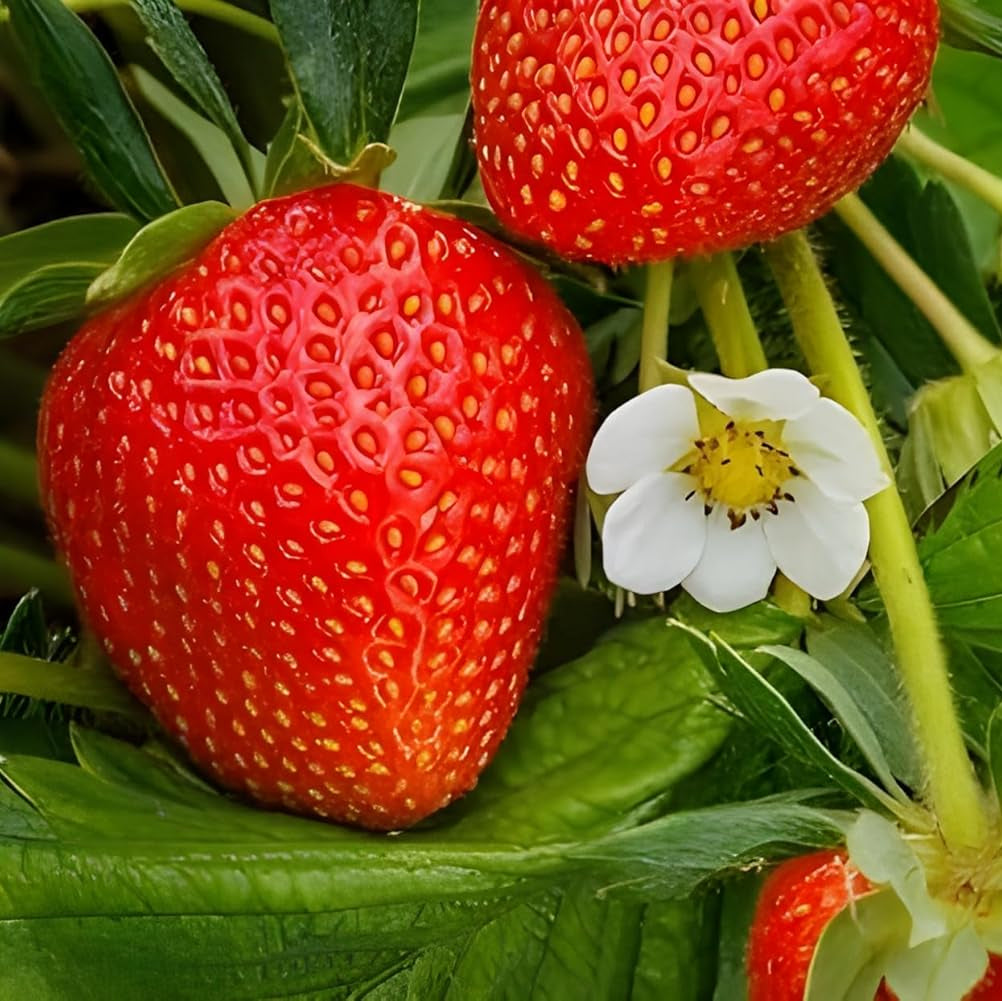 Premium Strawberry seeds for container and pot gardening