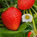 Premium Strawberry seeds for container and pot gardening