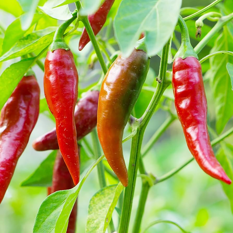 Premium Thai Giant Pepper Seeds – Organically Grown Hot Variety - Dharaseeds
