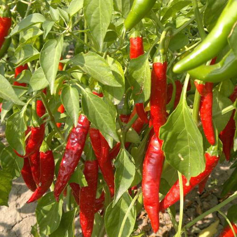 Premium Thai Giant Pepper Seeds – Organically Grown Hot Variety - Dharaseeds