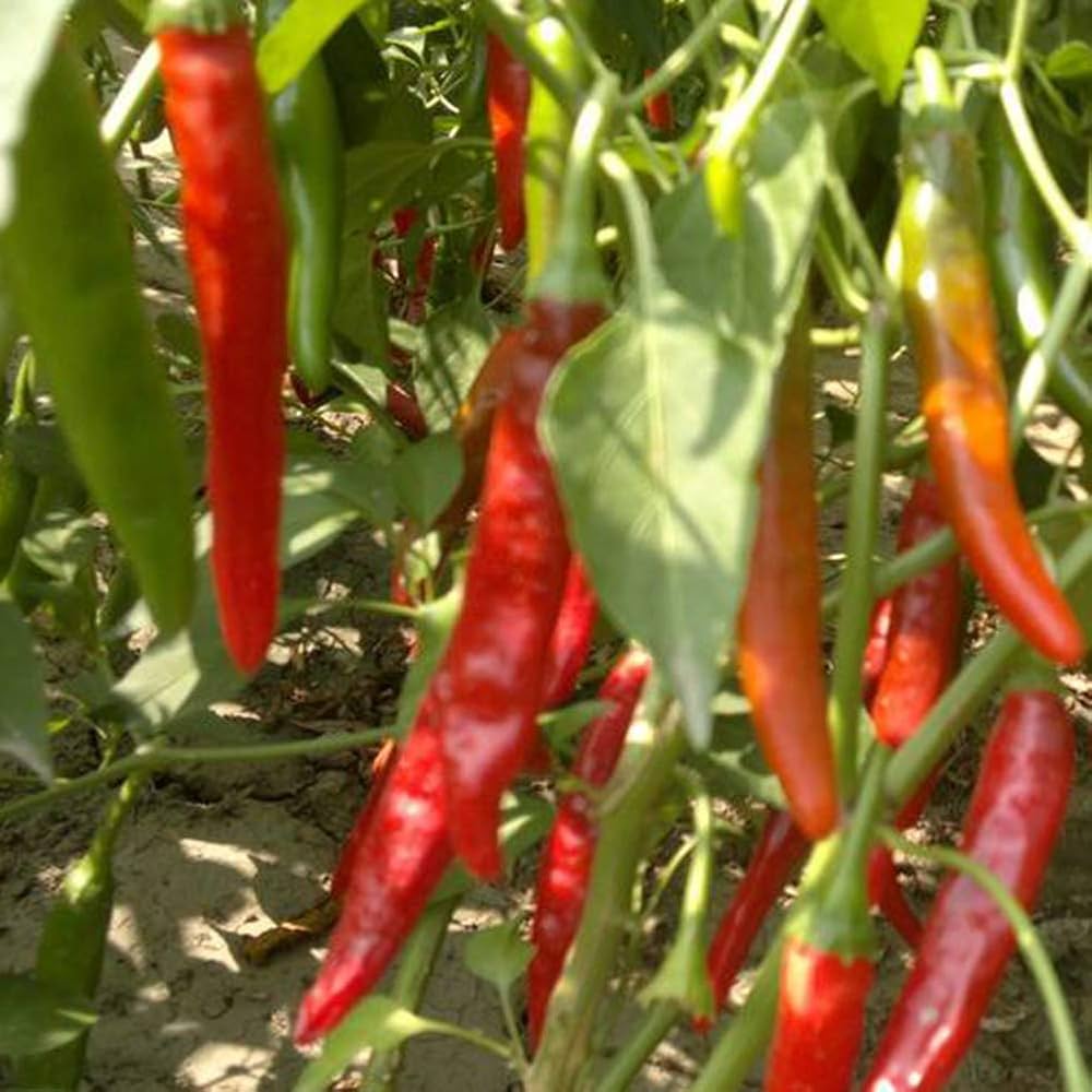 Premium Thai Giant Pepper Seeds – Organically Grown Hot Variety - Dharaseeds