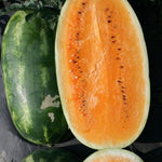 Premium Watermelon Citrullus Lanatus seeds for summer garden planting