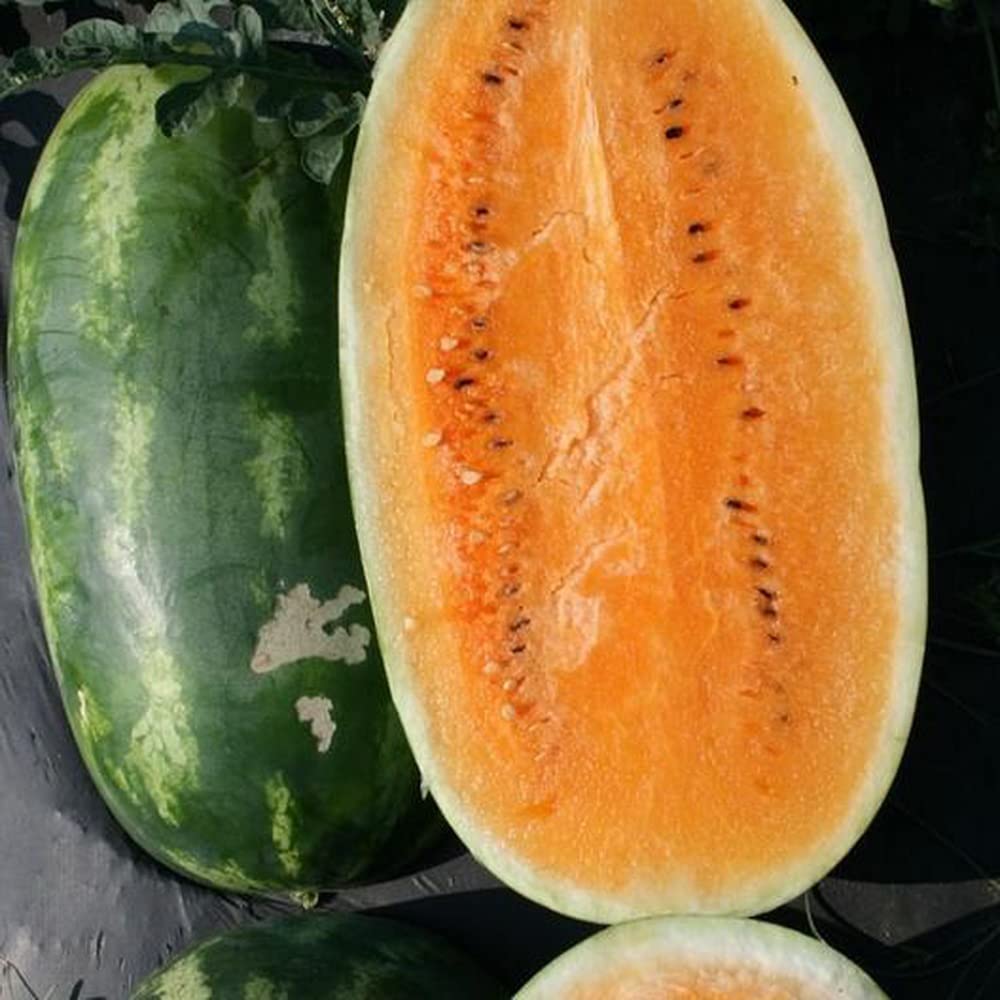 Premium Watermelon Citrullus Lanatus seeds for summer garden planting