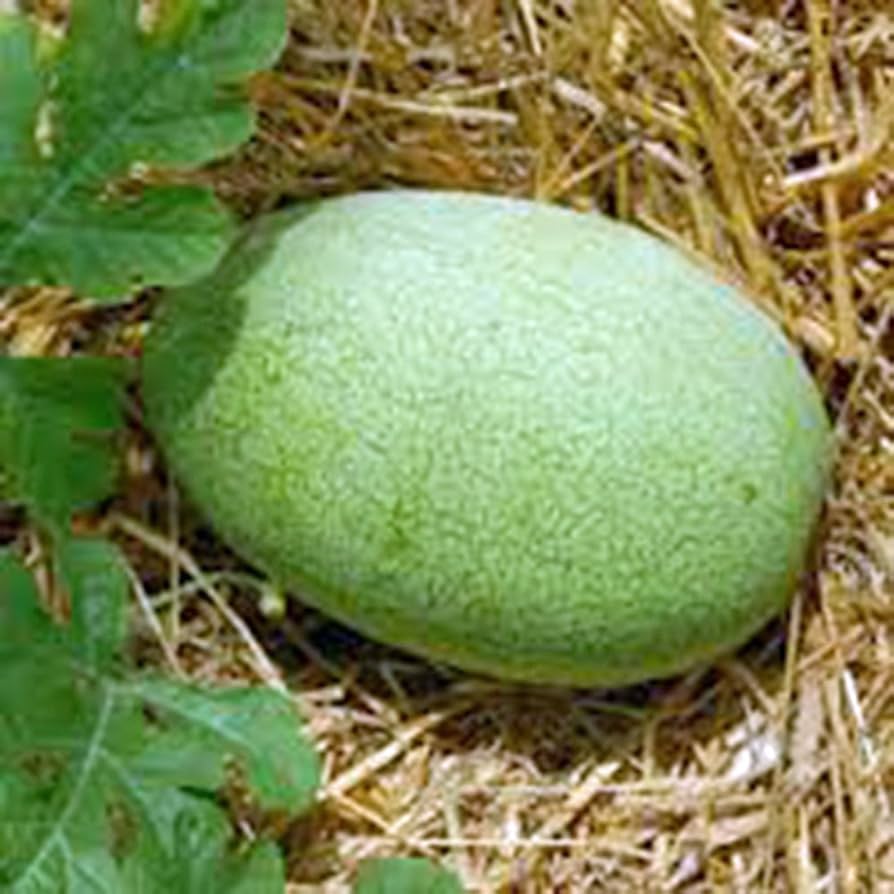 Premium watermelon seeds for summer gardening and warm climates