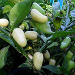 Premium White Lil' Skaggznast Hot Pepper Seeds – Organic Garden Seeds - Dharaseeds