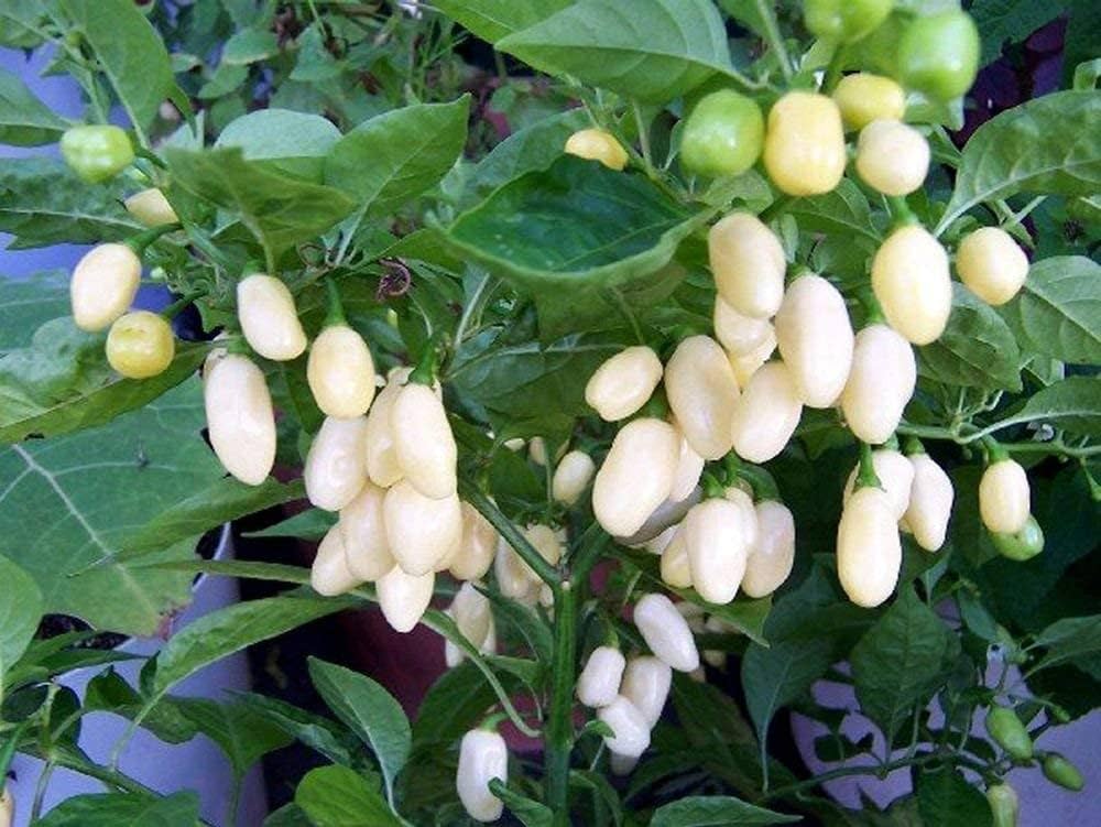 Premium White Lil' Skaggznast Hot Pepper Seeds – Organic Garden Seeds - Dharaseeds