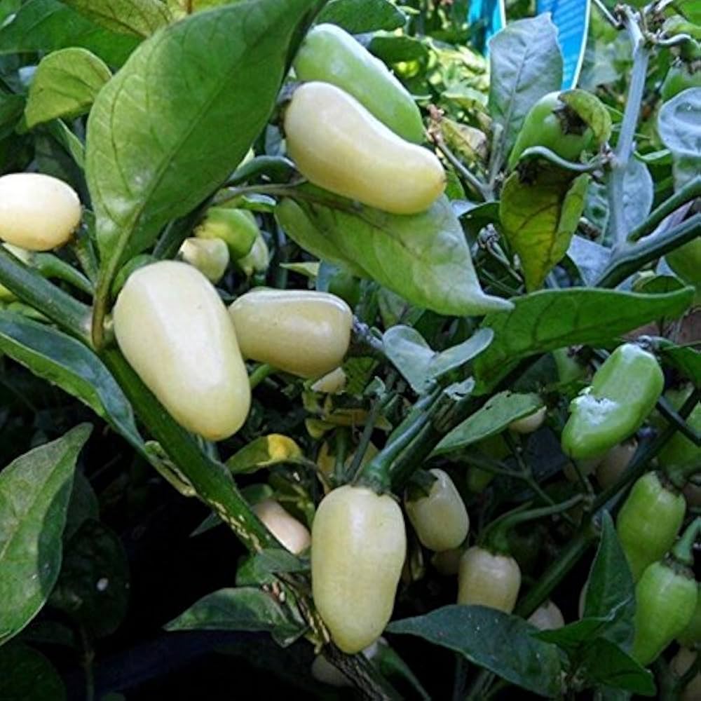 Premium White Lil' Skaggznast Hot Pepper Seeds – Organic Garden Seeds - Dharaseeds