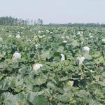 Premium winter melon seeds for planting and warm-season growing