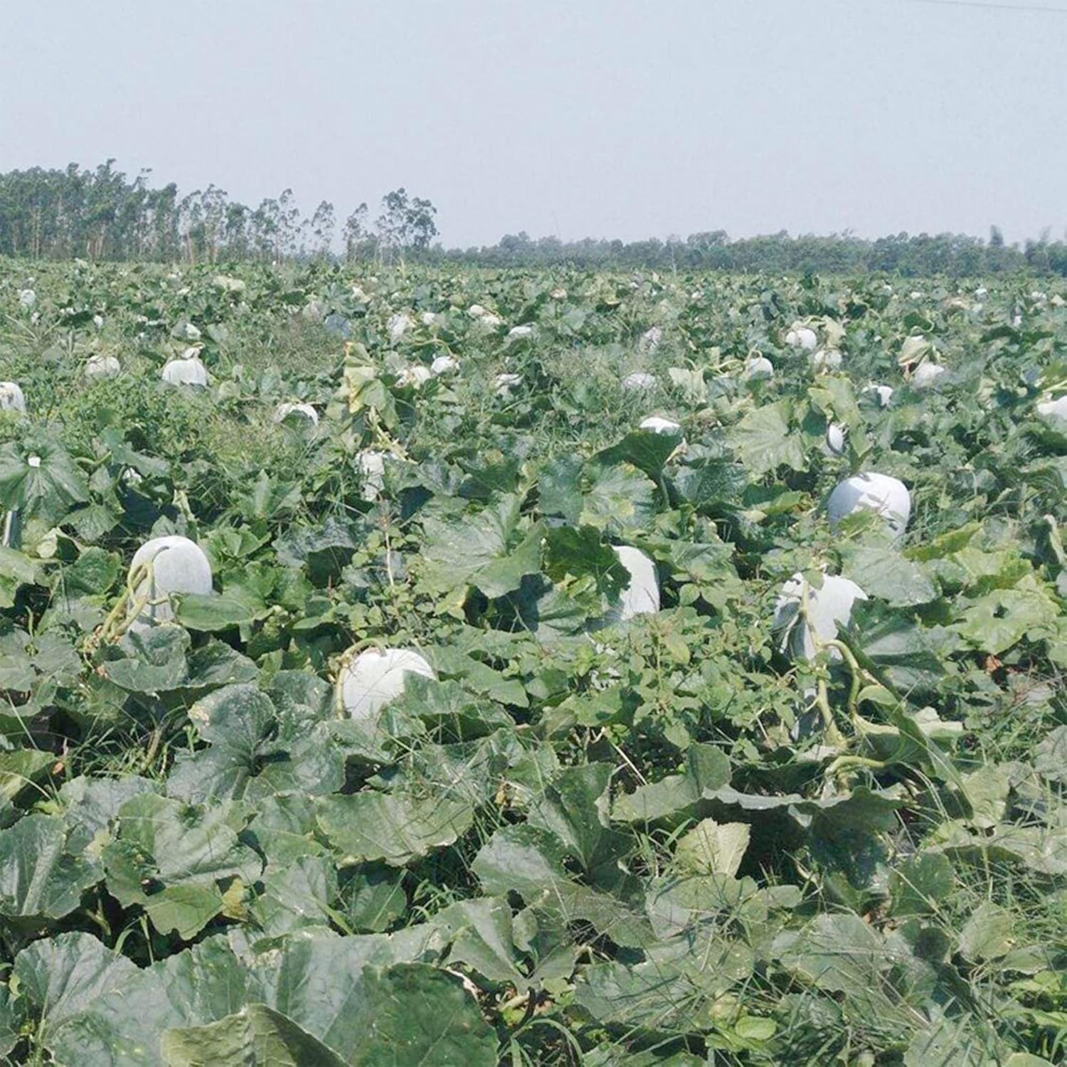 Premium winter melon seeds for planting and warm-season growing