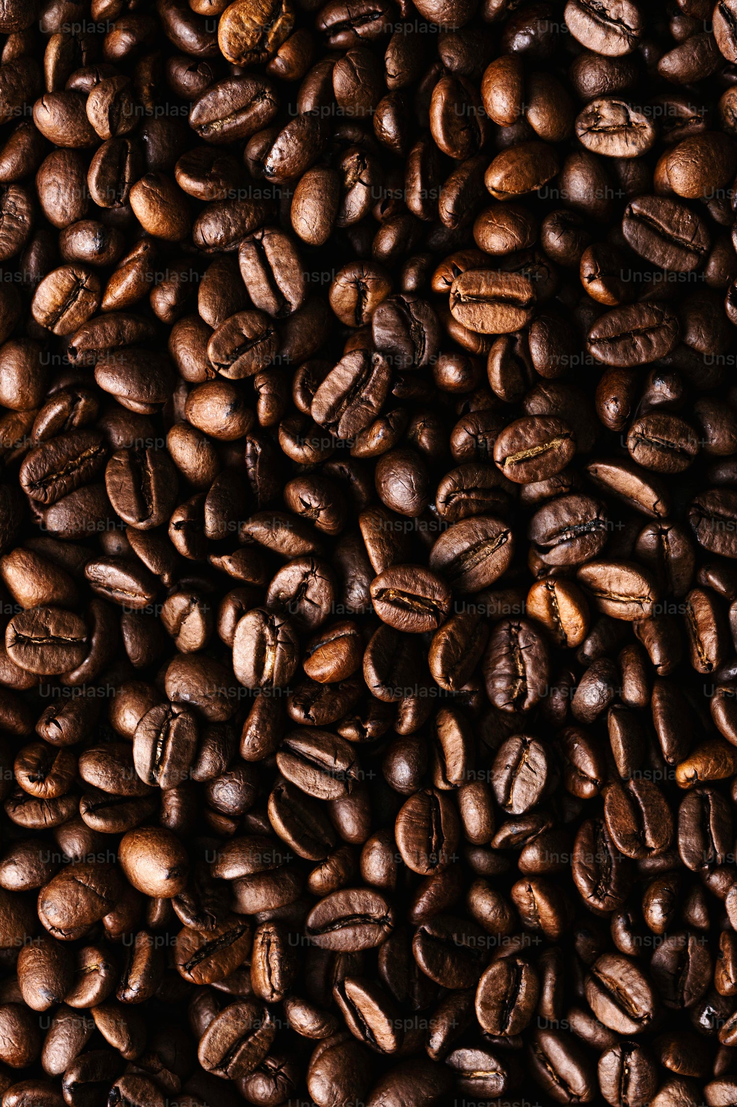 Coffee Seeds