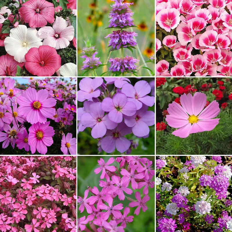 flowers high quality flower seeds for growing vibrant and colorful blooms in home gardens and landscapes organic flowers premium organic flower seeds for sustainable gardening and beautiful blossoms suitable for all climates