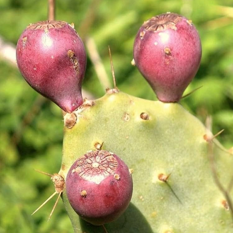 Prickly Pear cactus plant thriving in arid home garden