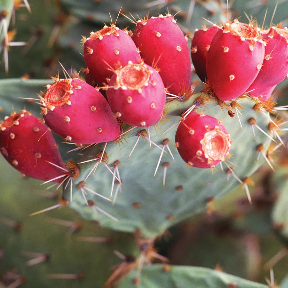 Prickly Pear cactus growing from seeds in desert-style garden