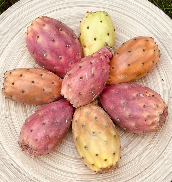 Prickly Pear seeds for desert style and rock gardens