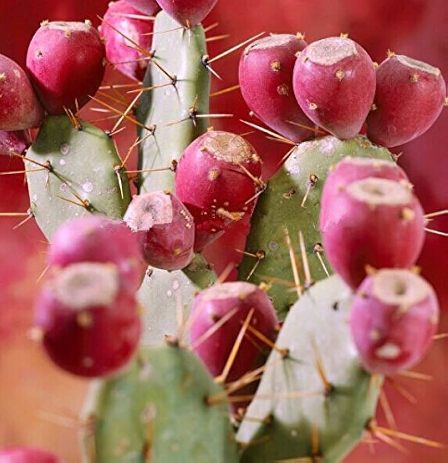 Prickly Pear Edible Fruit Seeds – Grow Tropical Cactus Fruits at Home - Dharaseeds