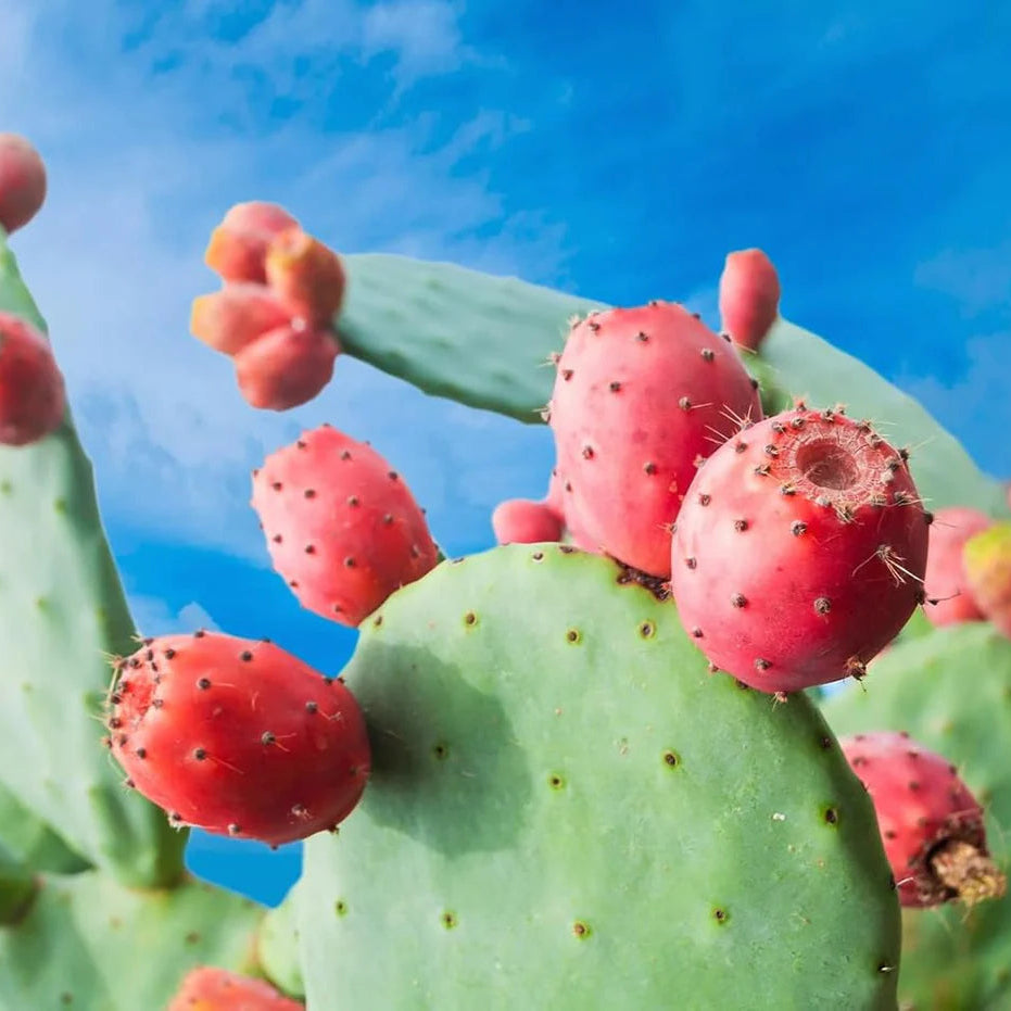 Prickly Pear seeds Opuntia ficus-indica for arid garden planting