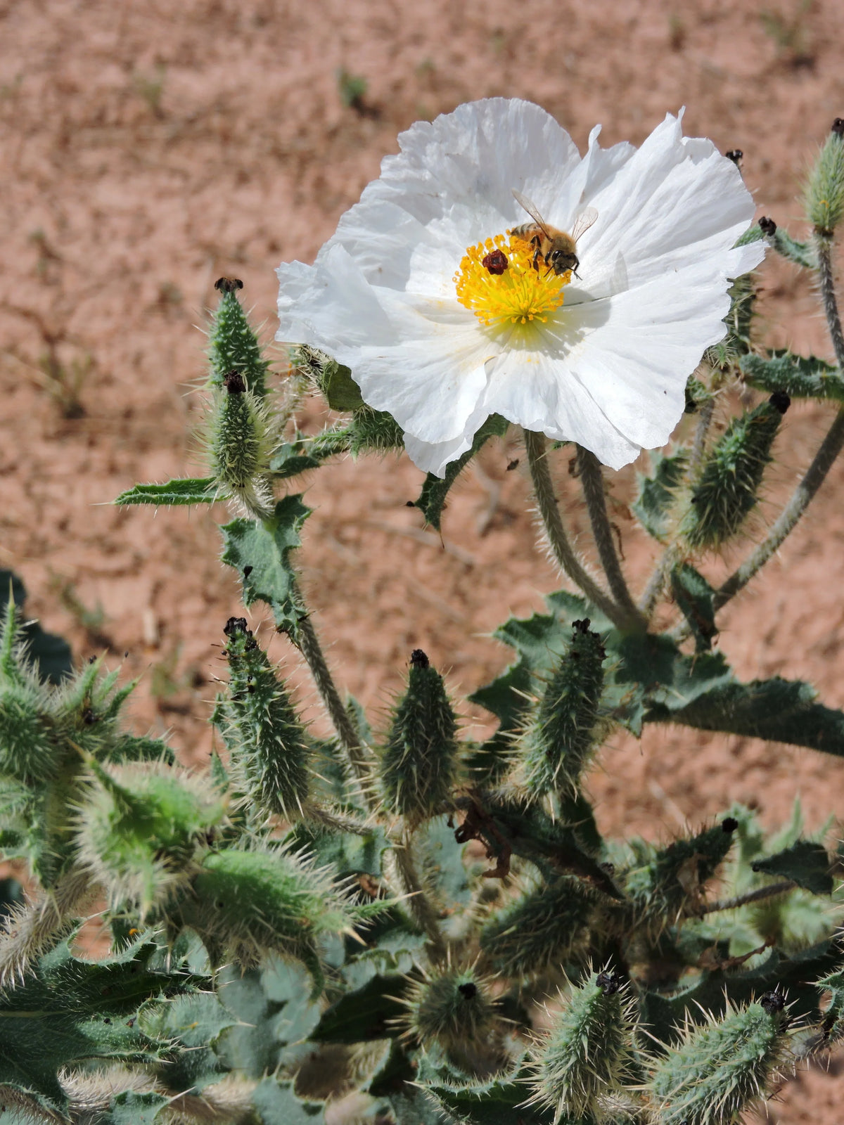 Poppy Prickly White Flower Papaver spp. Seeds for Planting in Flower Bed & Garden