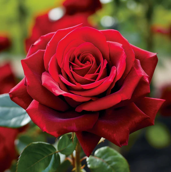 Red Rose Flower Seeds for Garden Lovers, Rose Flowering Seeds For Planting