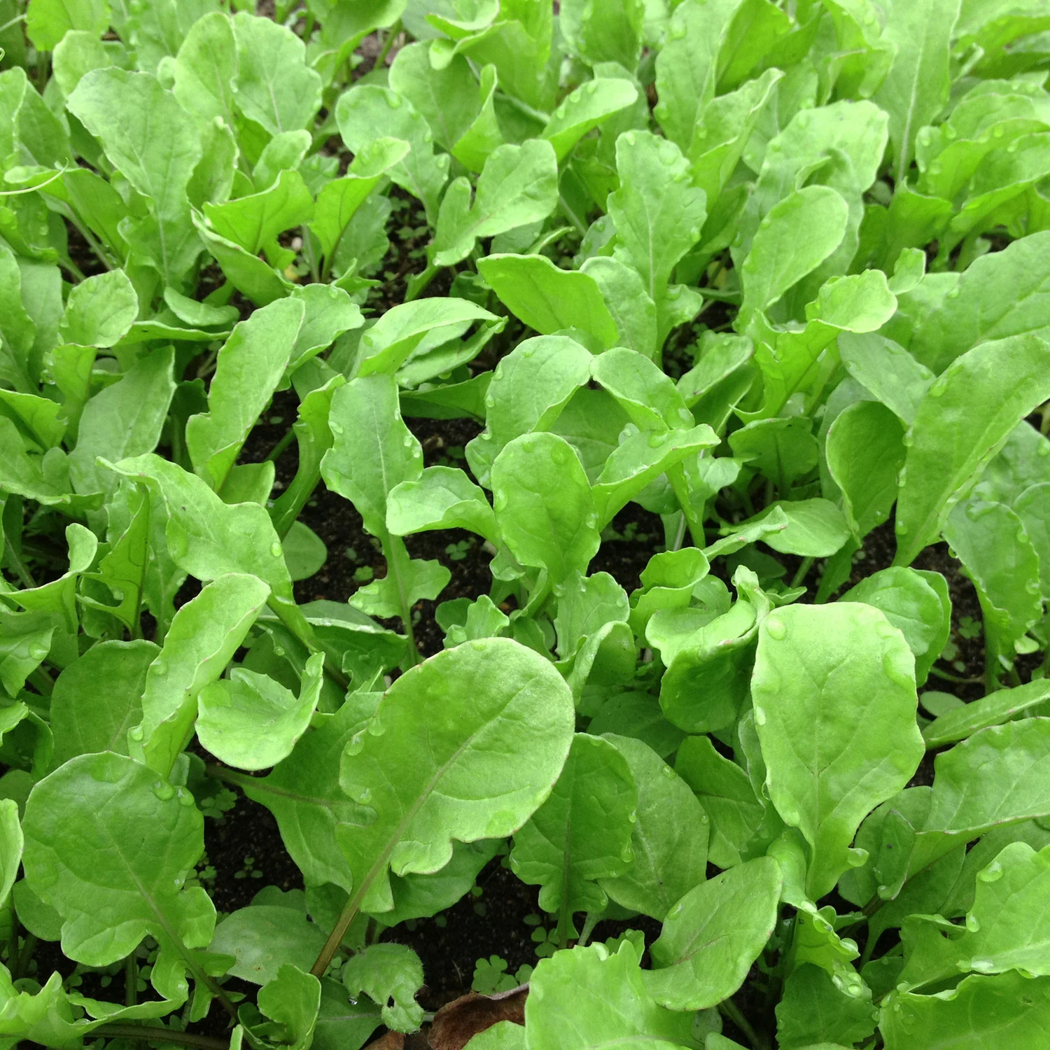 Green Rucola Seeds for Planting