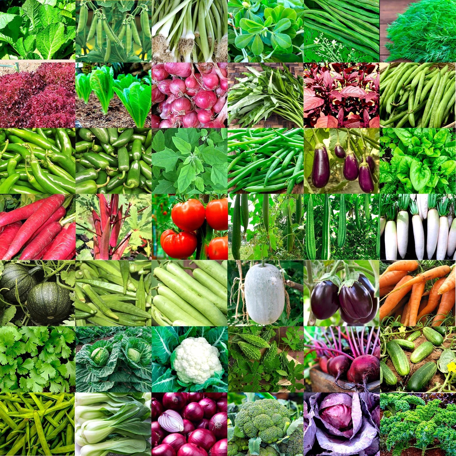 Varieties of Vegetable Seeds for Planting