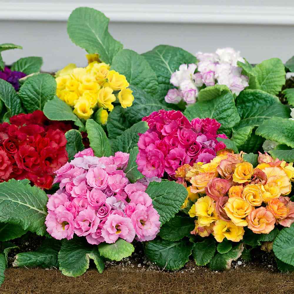 Common Primrose Primlet Mix Multicolor Bloom Flower Seeds