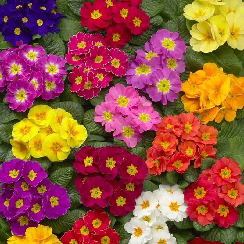 flowers high quality flower seeds for growing vibrant and colorful blooms in home gardens and landscapes organic flowers premium organic flower seeds for sustainable gardening and beautiful blossoms suitable for all climates