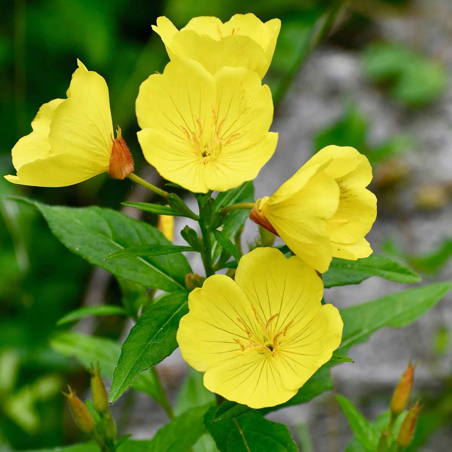 Evening Primrose Seeds