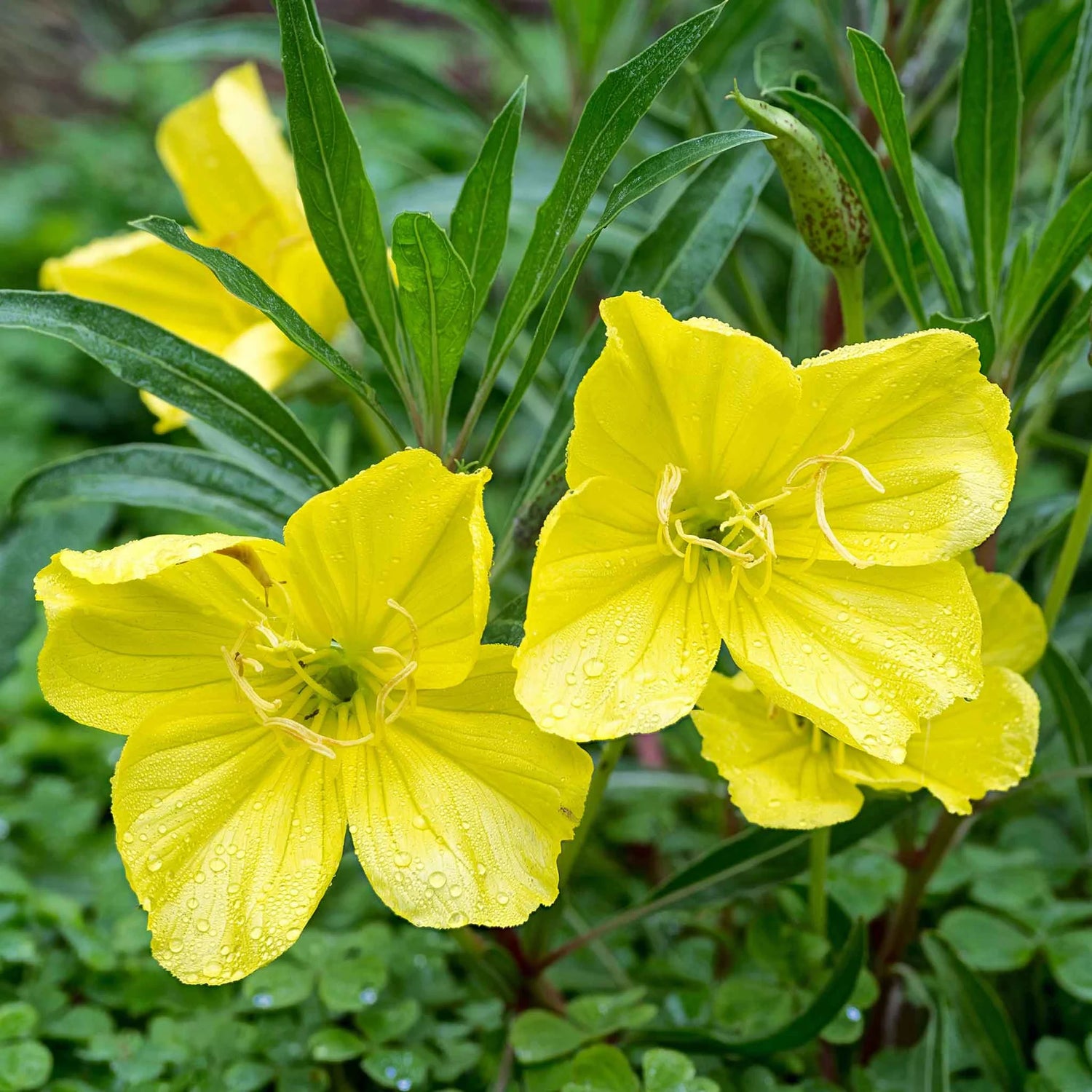 Missouri Primrose Seeds (Dwarf)