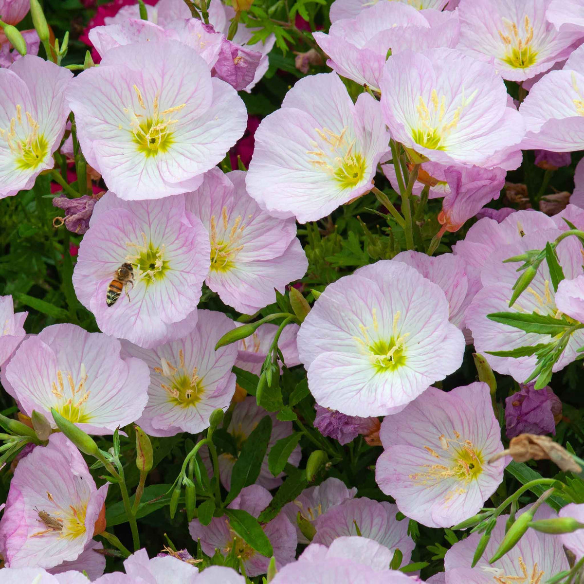 Evening Primrose Pink Ladies Flower Seeds Speciosa For Garden Yard Patio – Heirloom, Non-GMO, High Germination Organic Garden Seeds