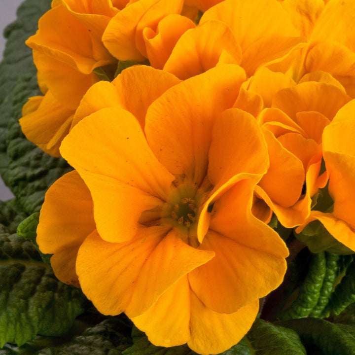 Orange Primrose Flower Seeds for Planting - 100