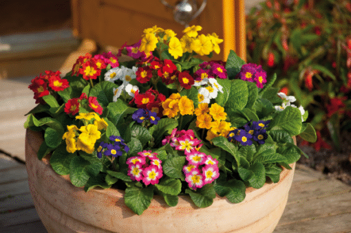 Primula Elatior Piano F1 Hybrid Imported heirloom non-gmo organic garden seeds