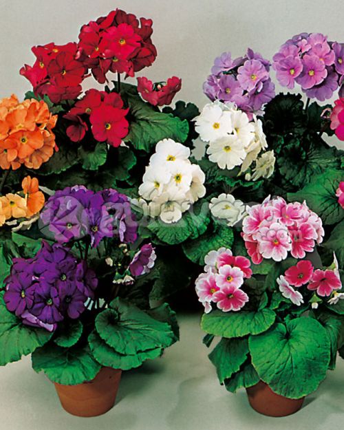 Primula Obconica F1 Hybrid Imported heirloom non-gmo garden seeds