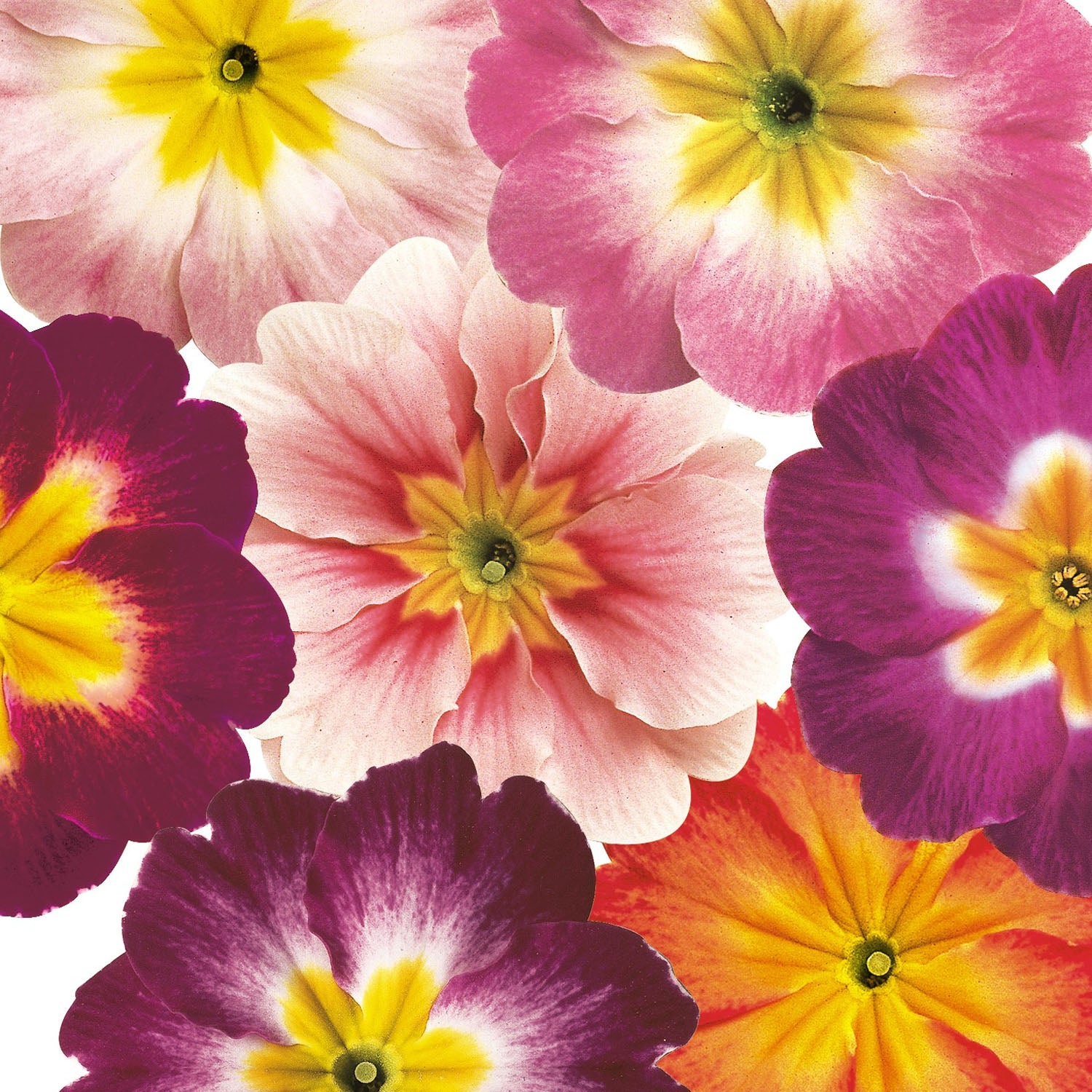 Common Primrose Bicolor Mix Two-Tone Bloom Flower Seeds