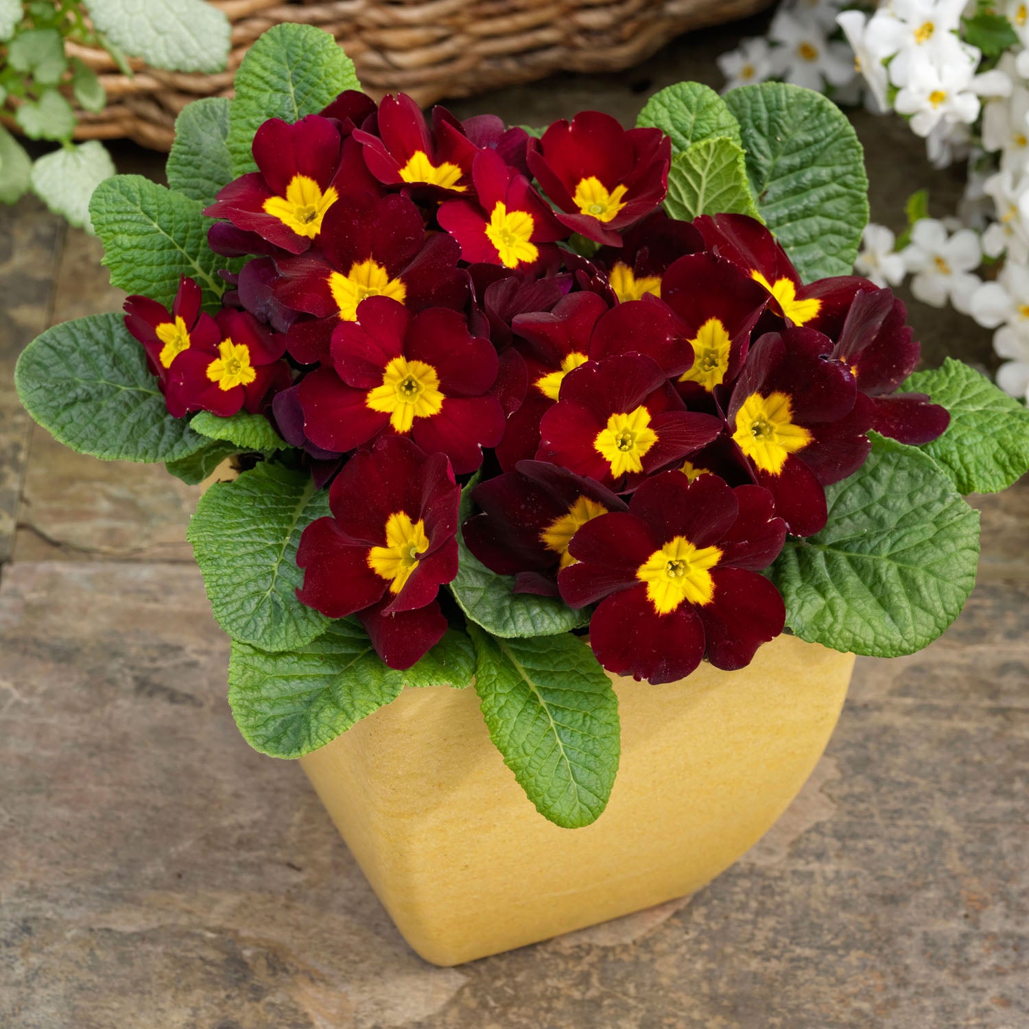 Common Primrose Burgundy Deep Red Bloom Flower Seeds