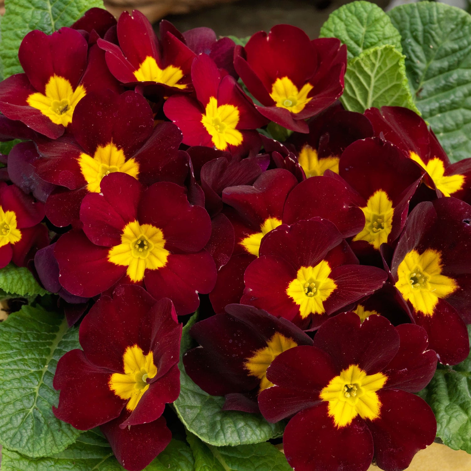 Common Primrose Burgundy Deep Red Bloom Flower Seeds