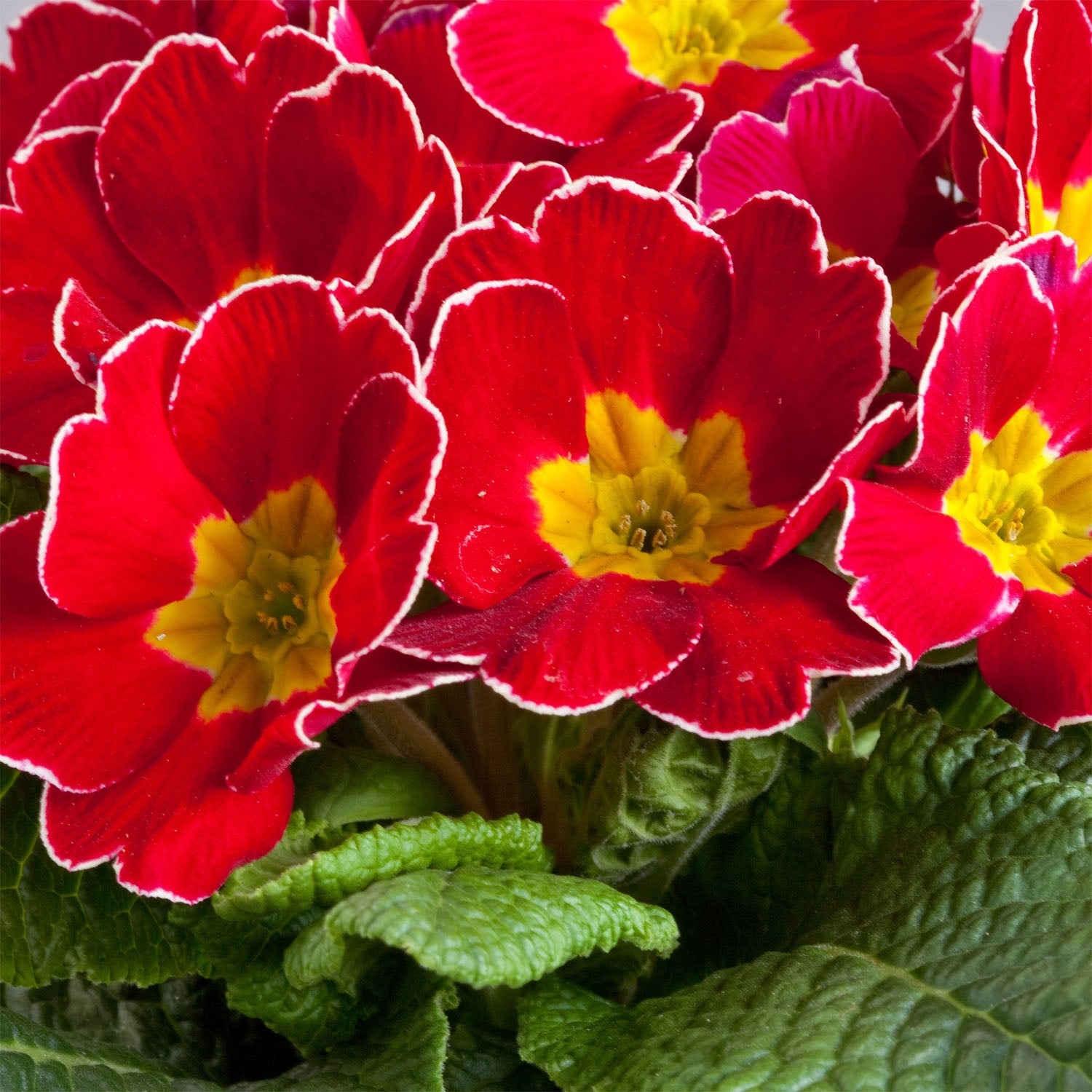 Common Primrose Cherry Bold Red Bloom Flower Seeds