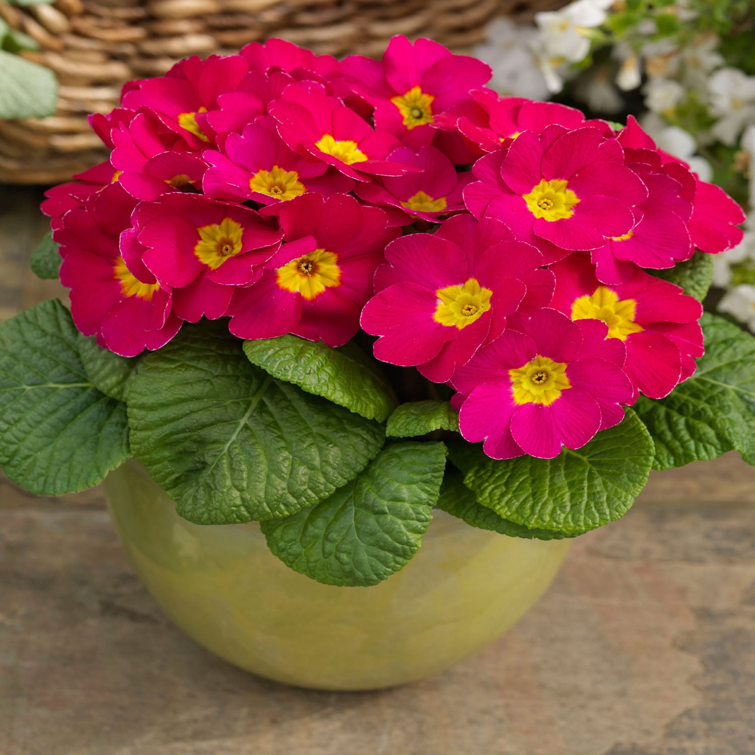 Common Primrose Pink Shades Danessa Soft Hue Flower Seeds