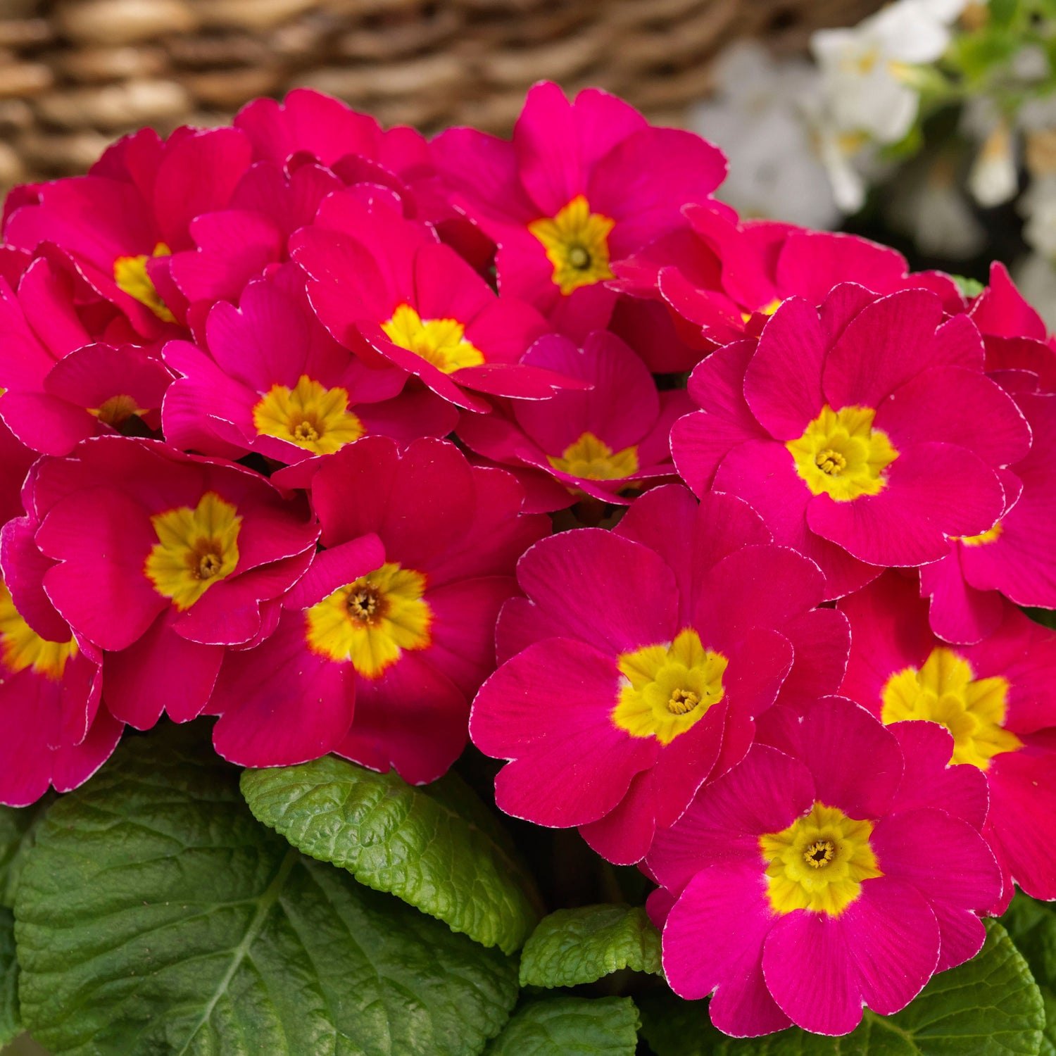 Common Primrose Pink Shades Danessa Soft Hue Flower Seeds