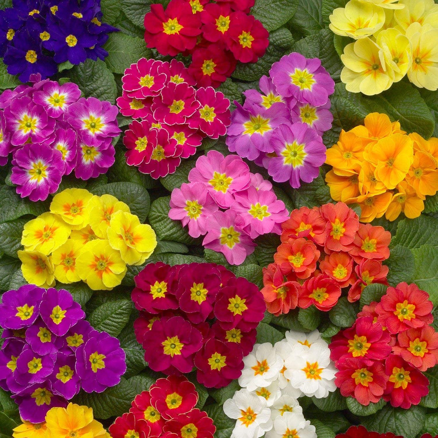 Common Primrose Growers Mix Assorted Colors Flower Seeds