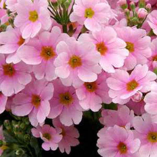 Fairy Primrose Pink Soft Bloom Flower Seeds